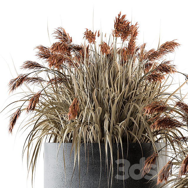 indoor Plant Set 140 – Indian Grass 3DSMax File - thumbnail 2