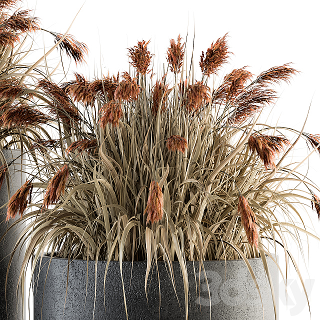 indoor Plant Set 140 – Indian Grass 3DSMax File - thumbnail 3