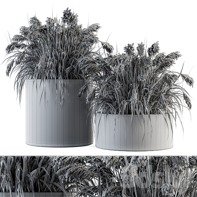 indoor Plant Set 140 – Indian Grass 3DSMax File - thumbnail 4
