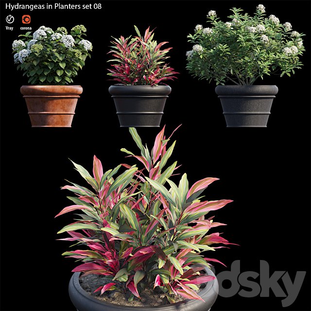 Hydrangea in planters set 08 3dsky