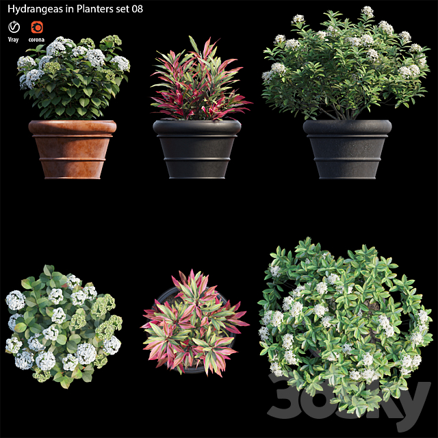 Hydrangea in planters set 08 3dskyfree