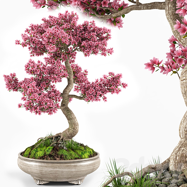Sakura bonsai tree 3DSMax File - thumbnail 1
