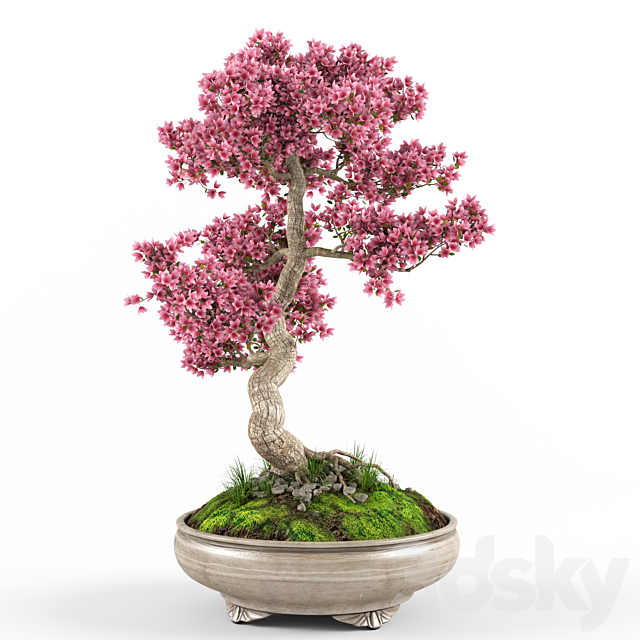 Sakura bonsai tree 3DSMax File - thumbnail 2
