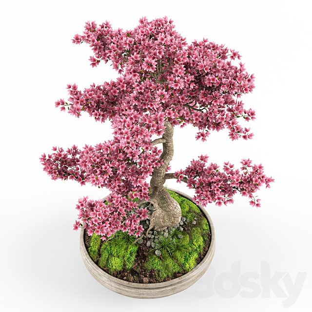 Sakura bonsai tree 3DSMax File - thumbnail 3