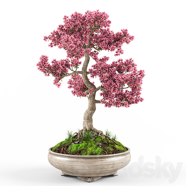 Sakura bonsai tree 3DSMax File - thumbnail 4