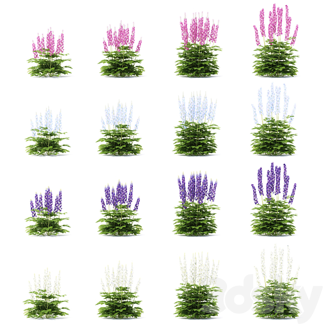 Delphinium hybrid flowers | Delphinium hybridum 3d