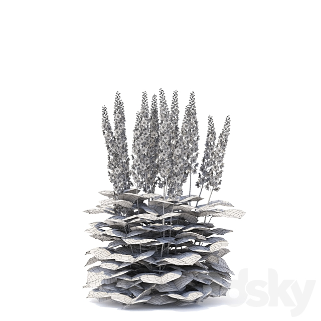 Delphinium hybrid flowers | Delphinium hybridum 3dsky