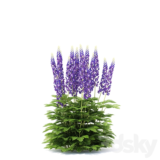Delphinium hybrid flowers | Delphinium hybridum 3dskyfree