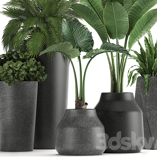 Collection of small plants in black pots with Banana palm. asplenium. alocasia. Set 825 3d