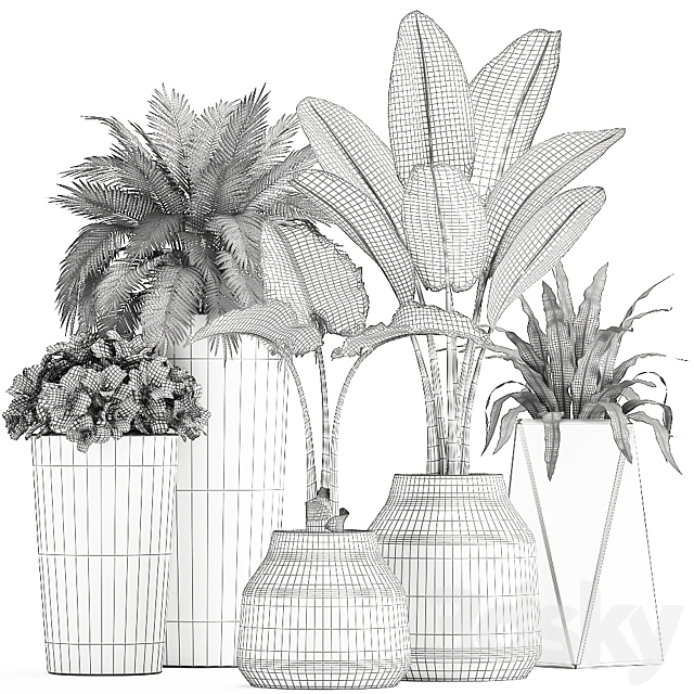 Collection of small plants in black pots with Banana palm. asplenium. alocasia. Set 825 3dskyfree