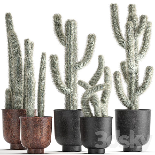 Collection of plants fluffy cacti in black pots. indoor Cleistocactus. Set 840. 3DSMax File - thumbnail 1