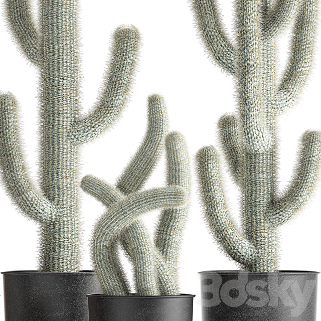 Collection of plants fluffy cacti in black pots. indoor Cleistocactus. Set 840. 3DSMax File - thumbnail 2
