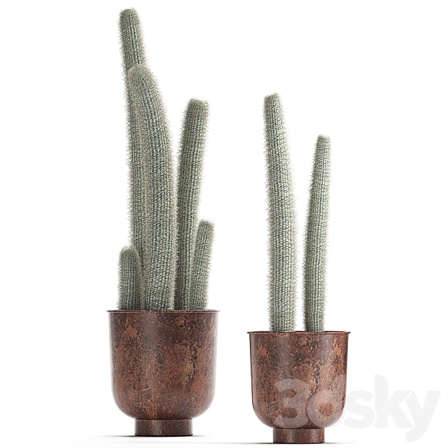 Collection of plants fluffy cacti in black pots. indoor Cleistocactus. Set 840. 3DSMax File - thumbnail 3