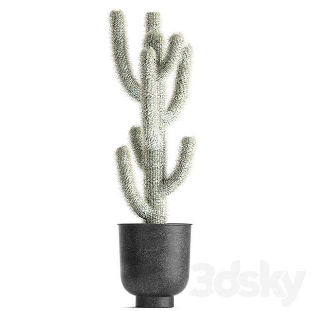 Collection of plants fluffy cacti in black pots. indoor Cleistocactus. Set 840. 3DSMax File - thumbnail 4