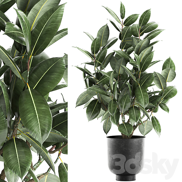Decorative lush small tree with leaves in a black pot Ficus rubberiferous robusta elastic . 852. Free Download