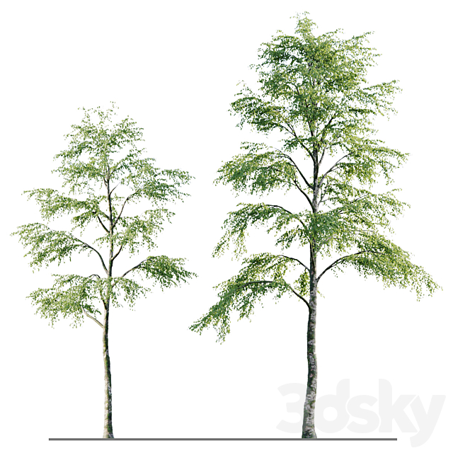 Alder 21m 3d