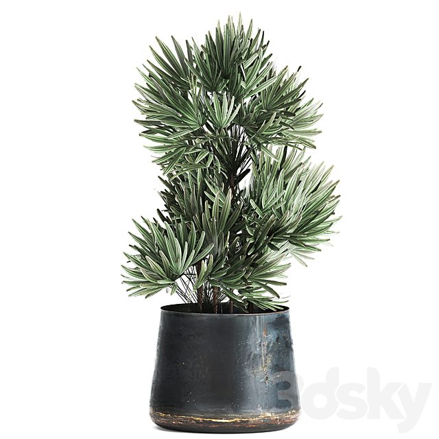 3dsky