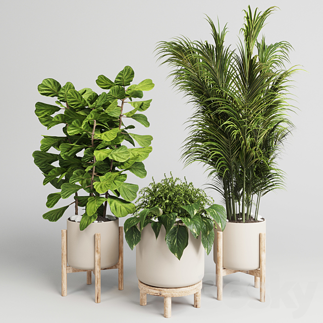 collection Indoor plant 30 -wood vase 3DSMax File - thumbnail 2