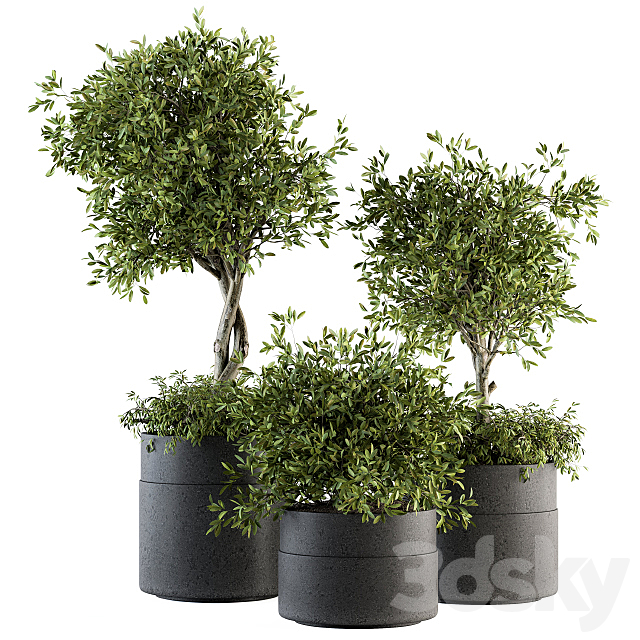 indoor Plant Set 193 – Tree in pot 3DSMax File - thumbnail 1