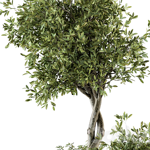 indoor Plant Set 193 – Tree in pot 3DSMax File - thumbnail 2