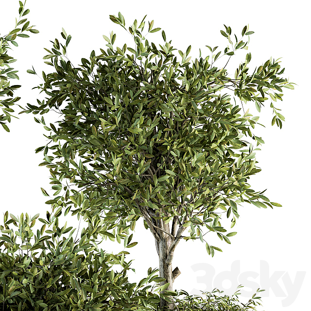 indoor Plant Set 193 – Tree in pot 3DSMax File - thumbnail 3
