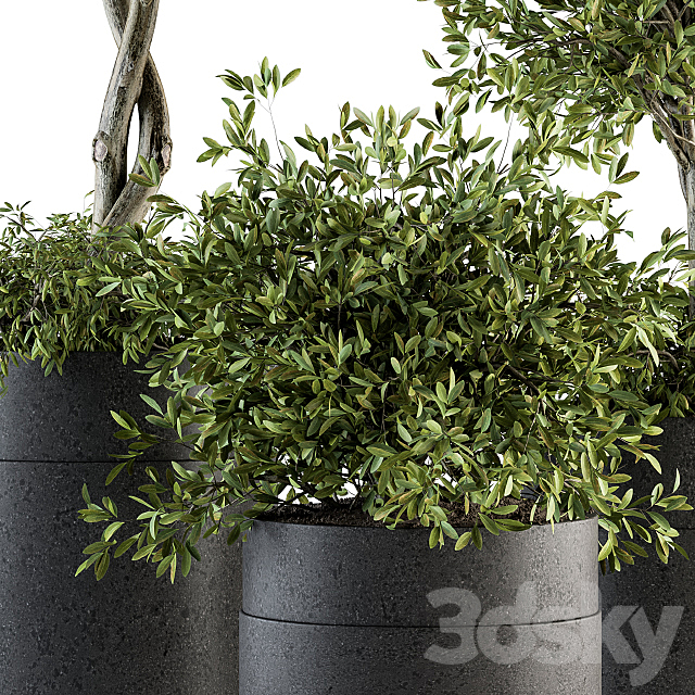 indoor Plant Set 193 – Tree in pot 3DSMax File - thumbnail 4