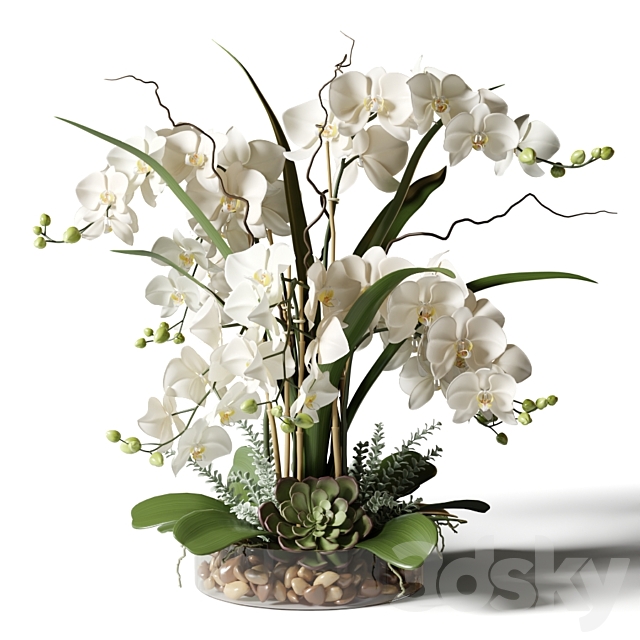 White orchids in a glass vase with stones 3d
