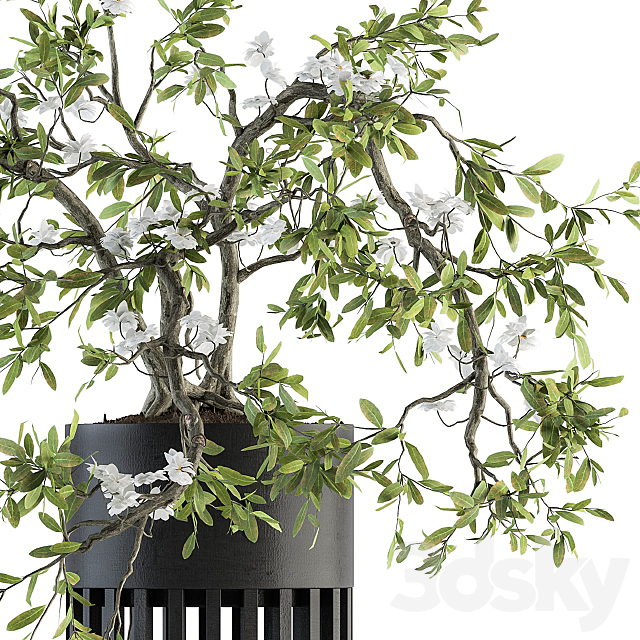 indoor Plant Set 198 – Bonsai in pot 3DSMax File - thumbnail 2