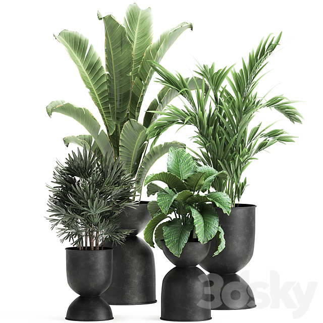 Collection of plants in black metal pots with Strelitzia. banana palm. Alokasia. rapeseed. Set 897. 3DSMax File - thumbnail 1