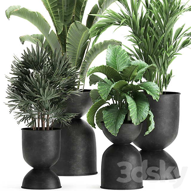 Collection of plants in black metal pots with Strelitzia. banana palm. Alokasia. rapeseed. Set 897. 3DSMax File - thumbnail 2