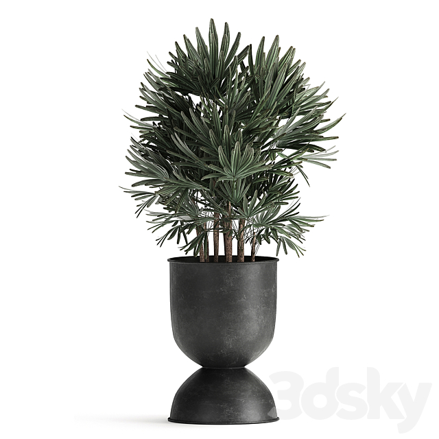 Collection of plants in black metal pots with Strelitzia. banana palm. Alokasia. rapeseed. Set 897. 3DSMax File - thumbnail 3