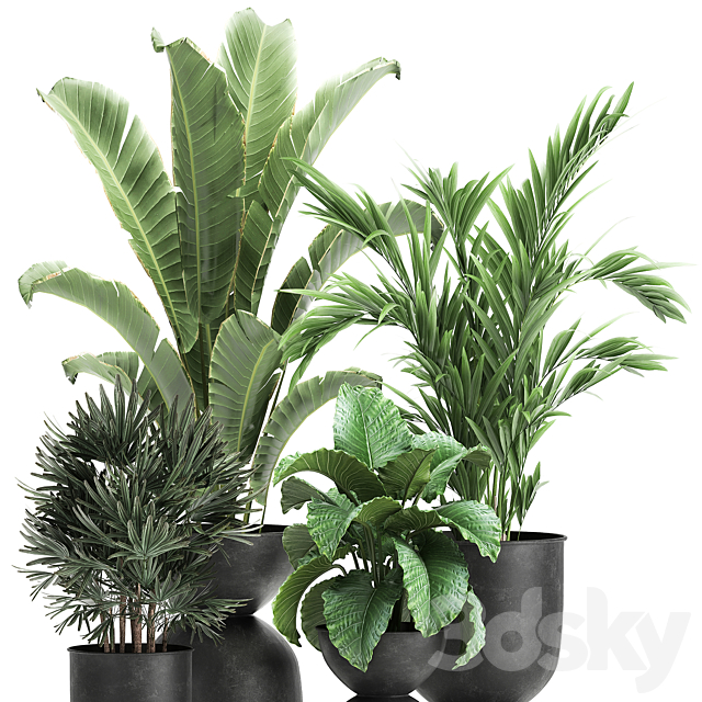 Collection of plants in black metal pots with Strelitzia. banana palm. Alokasia. rapeseed. Set 897. 3DSMax File - thumbnail 4