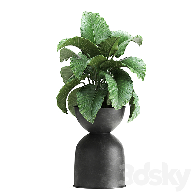 Collection of plants in black metal pots with Strelitzia. banana palm. Alokasia. rapeseed. Set 897. 3DSMax File - thumbnail 5
