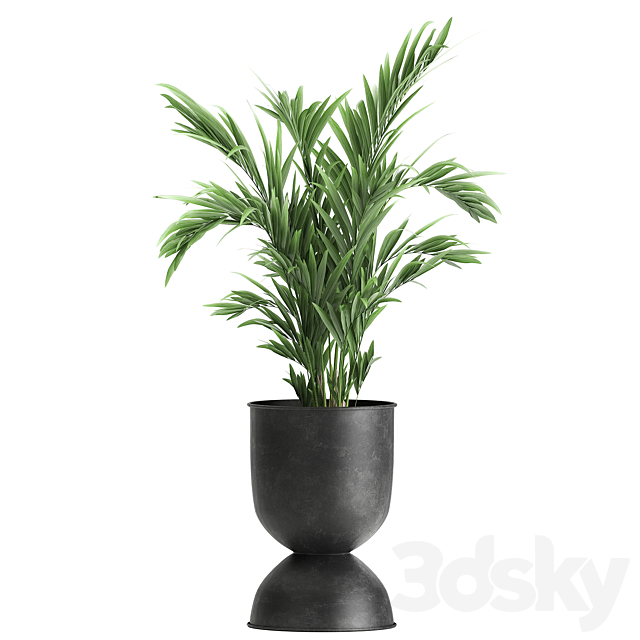Collection of plants in black metal pots with Strelitzia. banana palm. Alokasia. rapeseed. Set 897. 3DSMax File - thumbnail 6