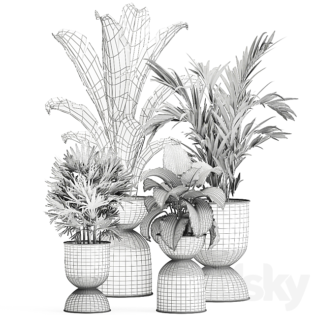 Collection of plants in black metal pots with Strelitzia. banana palm. Alokasia. rapeseed. Set 897. 3DSMax File - thumbnail 7