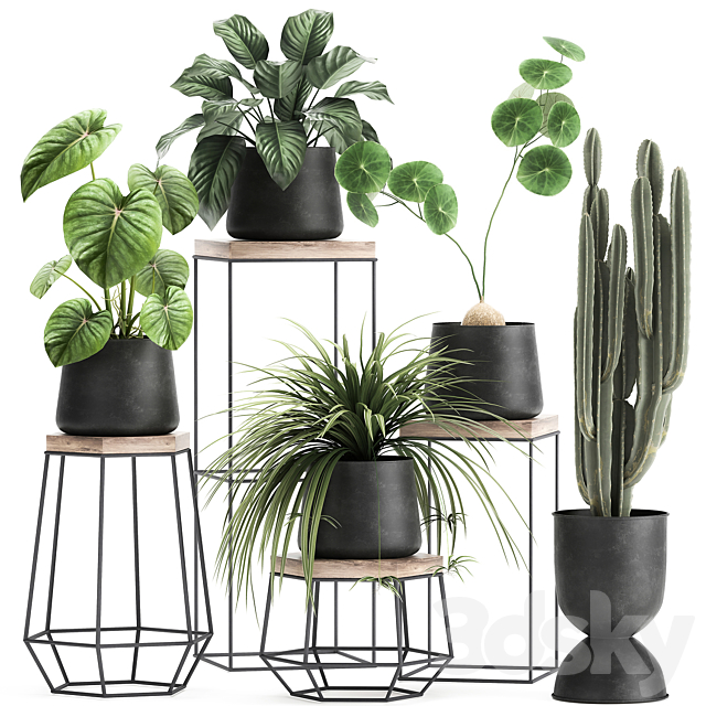 A collection of small plants on stands in black pots with Stefania Erecta. cactus. Philodendron. Set 899. 3DSMax File - thumbnail 1