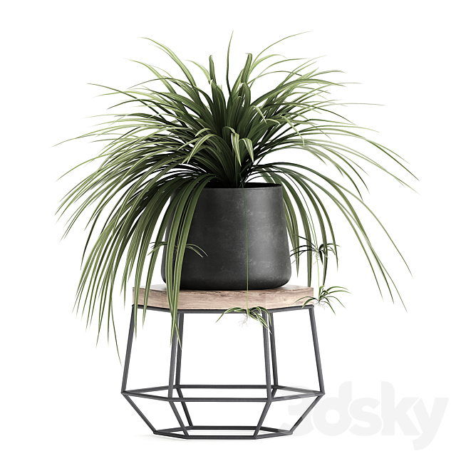 A collection of small plants on stands in black pots with Stefania Erecta. cactus. Philodendron. Set 899. 3DSMax File - thumbnail 3
