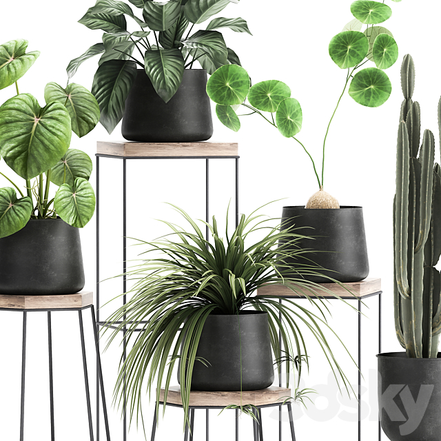 A collection of small plants on stands in black pots with Stefania Erecta. cactus. Philodendron. Set 899. 3DSMax File - thumbnail 4