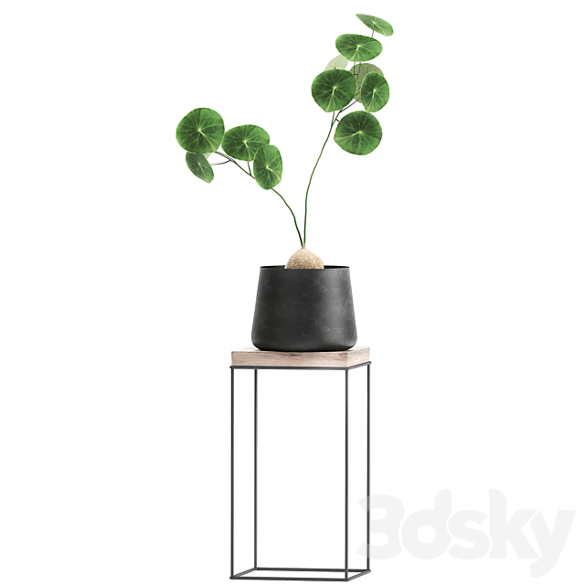 A collection of small plants on stands in black pots with Stefania Erecta. cactus. Philodendron. Set 899. 3DSMax File - thumbnail 5