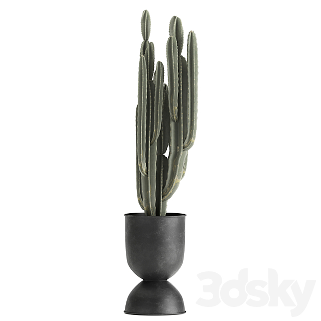 A collection of small plants on stands in black pots with Stefania Erecta. cactus. Philodendron. Set 899. 3DSMax File - thumbnail 6