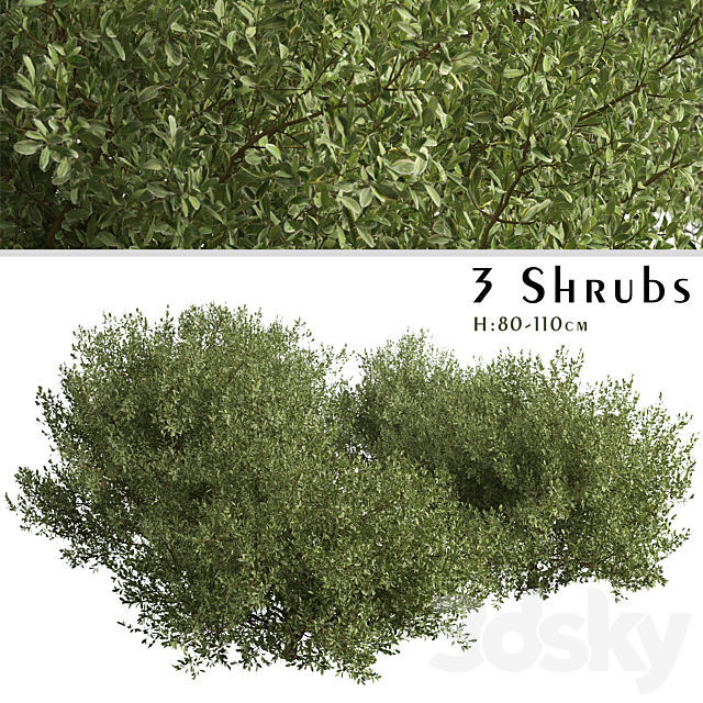 Set of Buxus bodinieri Shrubs (Buxus) (3 Shrubs) 3DSMax File - thumbnail 1