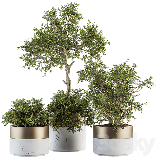 indoor Plant Set 200 – Tree in pot 3DSMax File - thumbnail 1