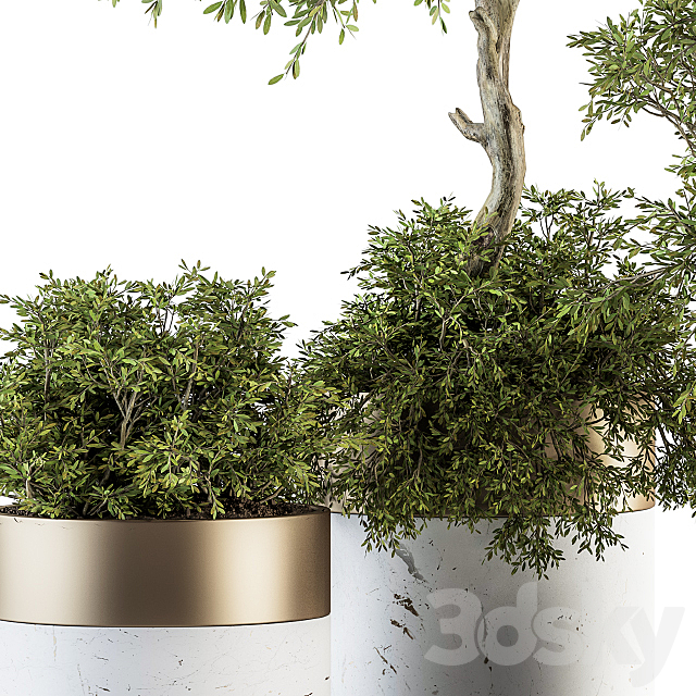 indoor Plant Set 200 – Tree in pot 3DSMax File - thumbnail 2