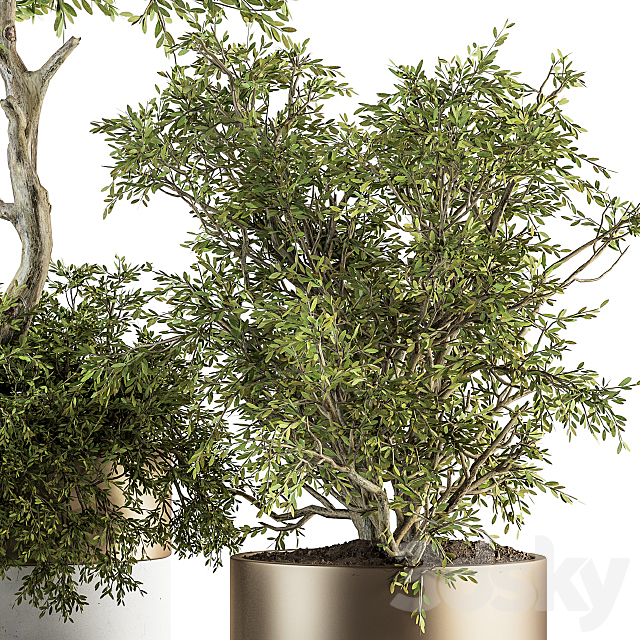 indoor Plant Set 200 – Tree in pot 3DSMax File - thumbnail 3