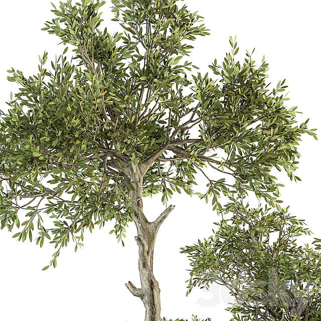 indoor Plant Set 200 – Tree in pot 3DSMax File - thumbnail 4