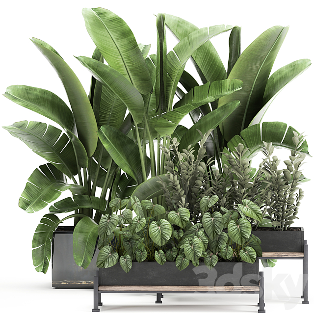 Collection of plants in potted flower beds with Thickets. Strelitzia. banana. Zamiokulkas. Philodendron. jungle. Set 914. 3DSMax File - thumbnail 1