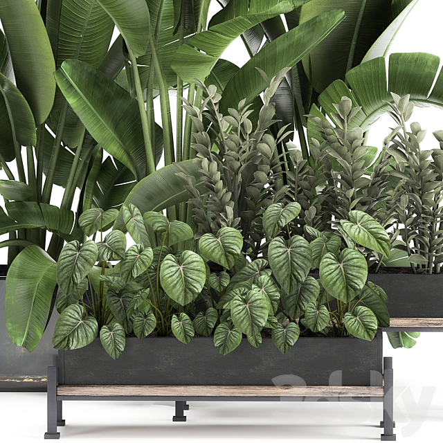 Collection of plants in potted flower beds with Thickets. Strelitzia. banana. Zamiokulkas. Philodendron. jungle. Set 914. 3DSMax File - thumbnail 2
