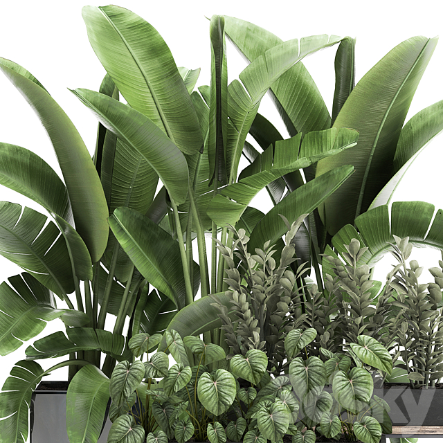 Collection of plants in potted flower beds with Thickets. Strelitzia. banana. Zamiokulkas. Philodendron. jungle. Set 914. 3DSMax File - thumbnail 3