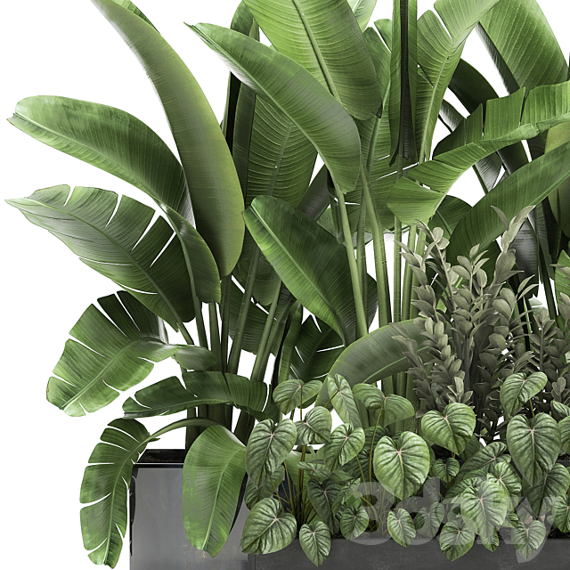 Collection of plants in potted flower beds with Thickets. Strelitzia. banana. Zamiokulkas. Philodendron. jungle. Set 914. 3DSMax File - thumbnail 4