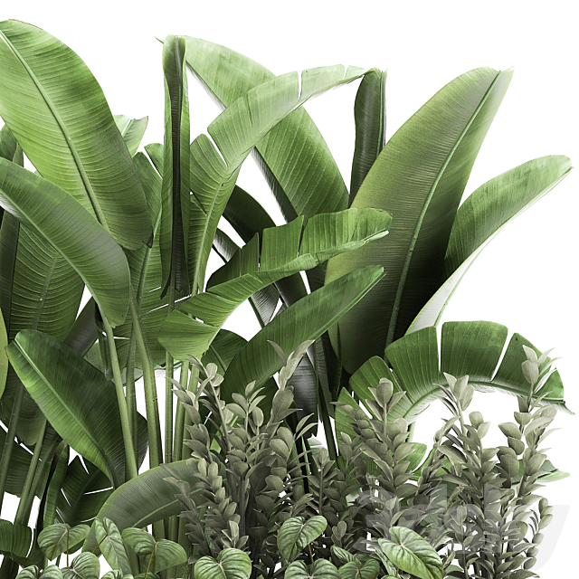 Collection of plants in potted flower beds with Thickets. Strelitzia. banana. Zamiokulkas. Philodendron. jungle. Set 914. 3DSMax File - thumbnail 5